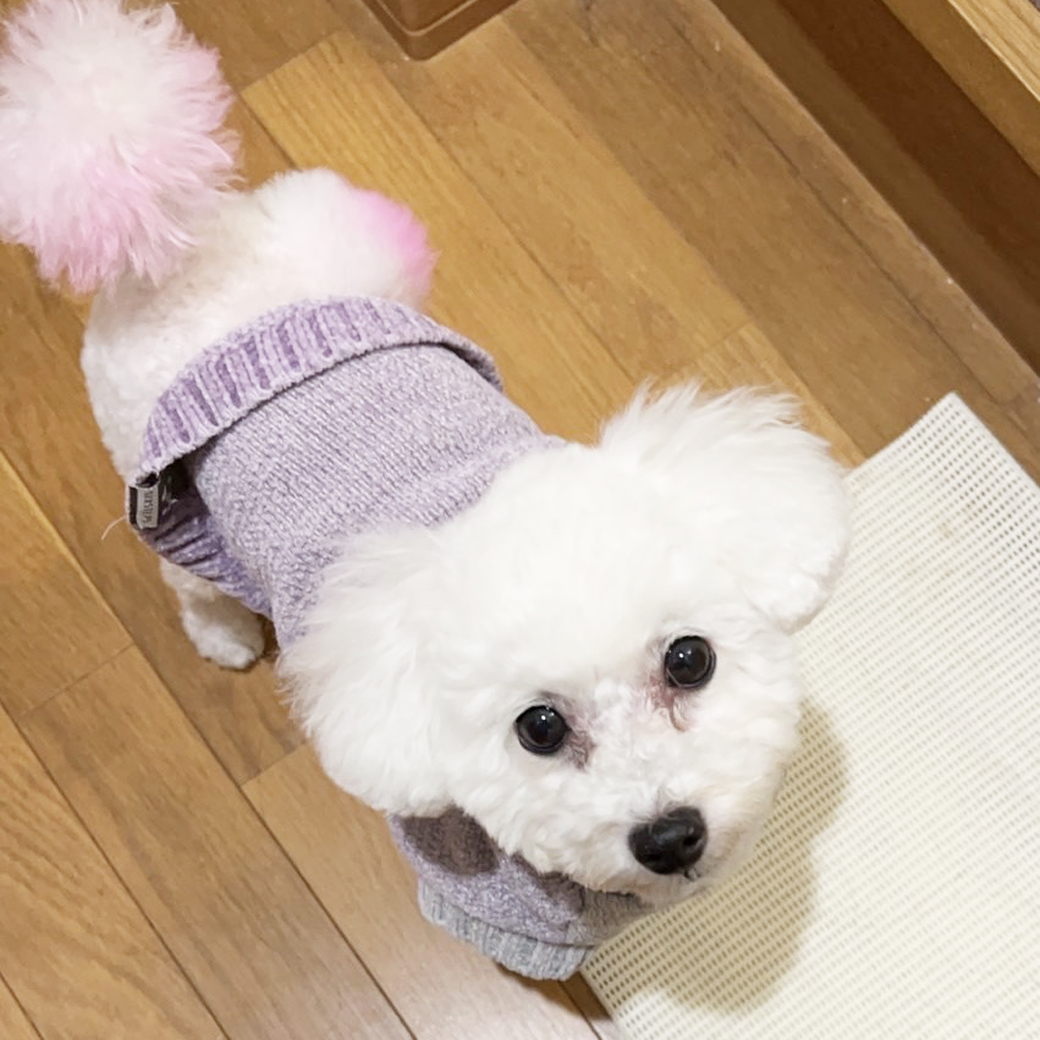 卒業犬ソニーちゃんの近況♪